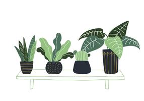 Hand Drawn Potted Plant vector