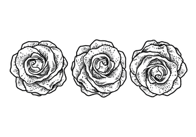 Ilustración vectorial de rosas vector