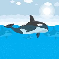 Ilustración de vector de orca