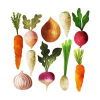 Vector Watercolor Vegetables Collection