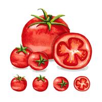 Tomatoes Watercolor  vector