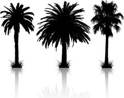 Palm tree silhouettes vector