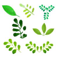 Green trees leaves set vector illustration