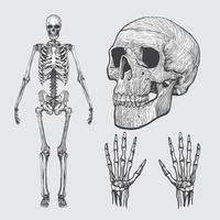 Paquete de vectores de esqueleto Linocut