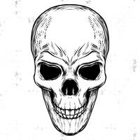 Ilustración de grabado en blanco y negro del cráneo de Linocut vector
