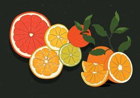 ilustraciones vintage citrus vol 2 vector