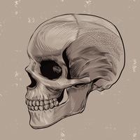 Skull Scratchboard Style Vector Illustration