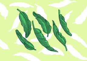 Banana Leaf Vector Illustration