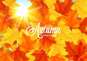 Sunlit Warm Fall Leaves Background