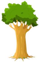 Oak Tree vector