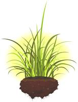 Grass Leaves And Roots vector