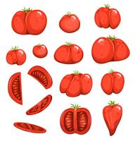 Set de tomates rojos vector