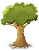 Spring Oak Tree vector