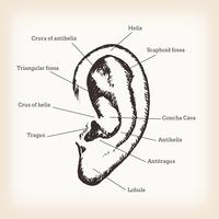 Anatomy of Human Ear vector