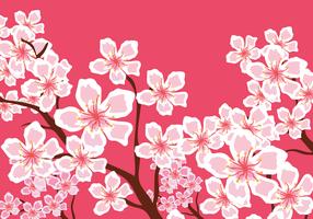 Cherry Blossoms Background vector