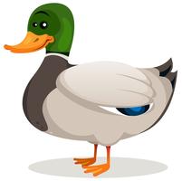 Pato Mallard De Dibujos Animados vector