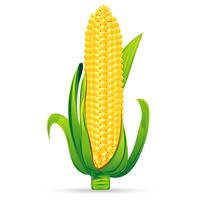Fresh Corn vector