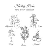 Holistic Medicine. Healing Herbs Illustration. Handdrawn Nasturtium, Nettle, Mint, Licorice and Horsetail. Health and Nature collection. Vector Ayurvedic Herb. Herbal Natural Supplements.