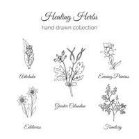 Holistic Medicine. Healing Herbs Illustration. vector