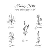 Hand drawn Holistic Healing Herbs vector