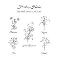 Healing Herbs Illustration set