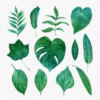 Conjunto de imágenes de hojas verdes vector