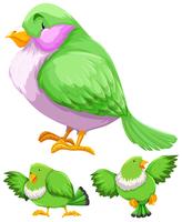 Pájaro verde en tres acciones. vector