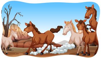 Horses vector