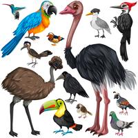 Different types of wild birds vector