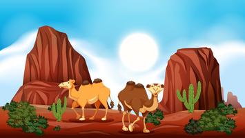 Rock Mountain in Desert and Camels vector