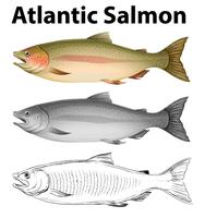 Tres estilos de dibujo del salmón atlántico. vector