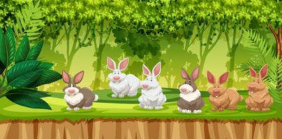 Rabbit in jungle scene vector