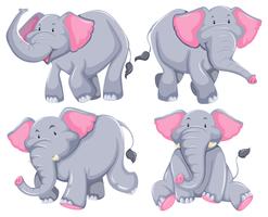 Elefantes vector