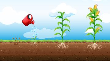 stages of corn plant growth vector