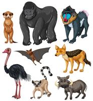 Diferentes tipos de animales salvajes. vector