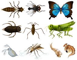 Insects set on white background vector