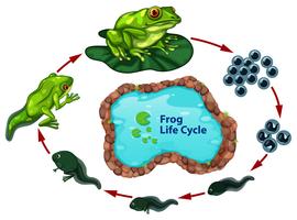 The frog life cycle vector