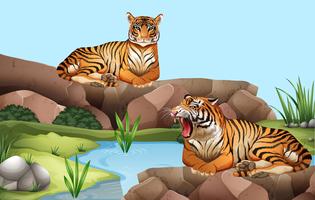 Two tigers by the pond vector