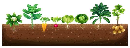 Vegetables growing from underground vector