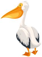 A pelican on white background vector