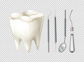 Dientes y equipos dentales. vector