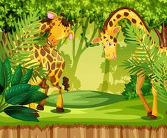 Giraffe in the jungle vector