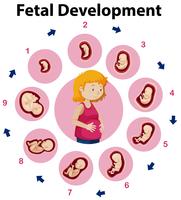 Un póster educativo del desarrollo fetal. vector