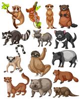 Conjunto de muchos animales salvajes. vector