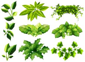 Diferentes tipos de hojas vector