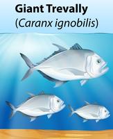 Giant Trevally poster concept vector