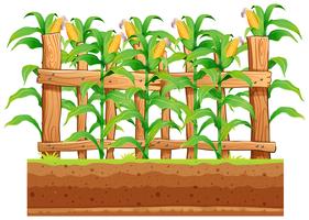 A corn farm on whiote background vector