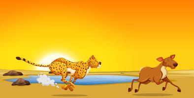 A cheetah hunting deer vector