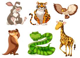 Set of different wildlife vector