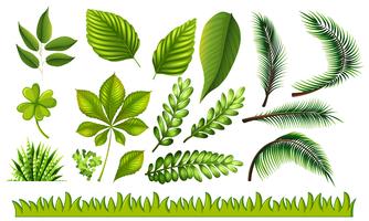 Diferentes tipos de hojas verdes y hierba. vector